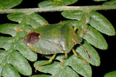 <i>Palomena prasina</i>