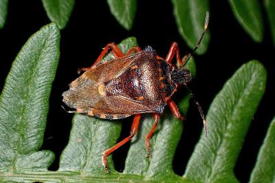 <i>Pinthaeus sanguinipes</i>