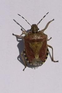 <i>Dolycoris baccarum</i>