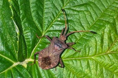 Coreus marginatus