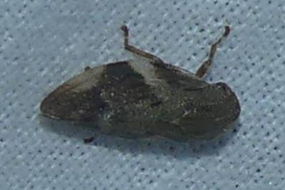 <i>Aphrophora alni</i>