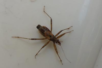 <i>Himacerus apterus</i>