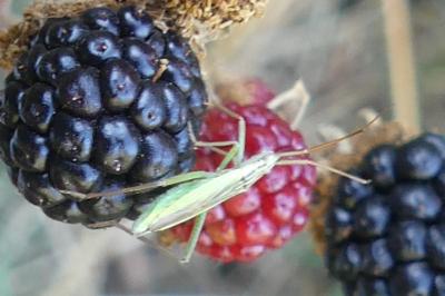 <i>Notostira</i>