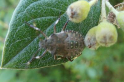 <i>Halyomorpha halys</i>