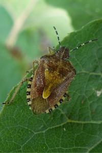 <i>Dolycoris baccarum</i>