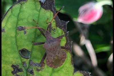 <i>Coreus marginatus</i>