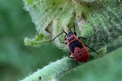 <i>Pyrrhocoris apterus</i>