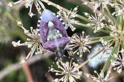 <i>Dolycoris baccarum</i>