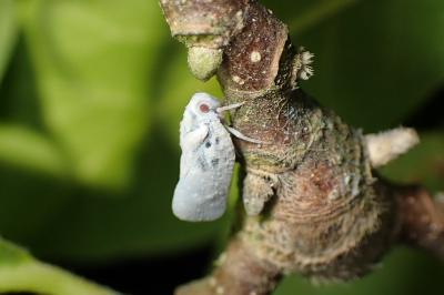 <i>Metcalfa pruinosa</i>