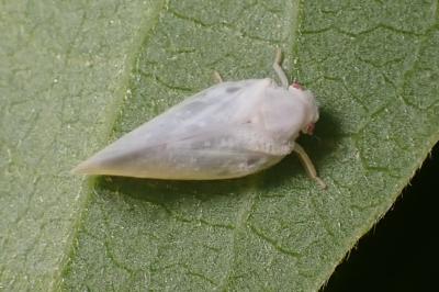 <i>Metcalfa pruinosa</i>