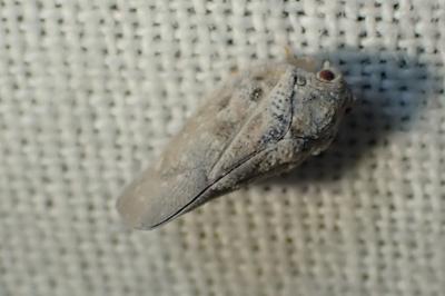 <i>Metcalfa pruinosa</i>