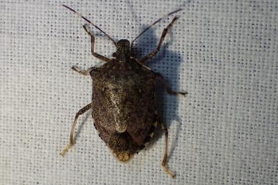 <i>Halyomorpha halys</i>