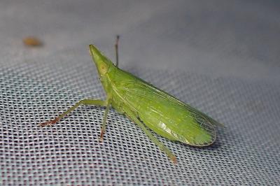 <i>Dictyophara europaea</i>