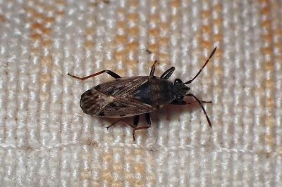 <i>Peritrechus gracilicornis</i>