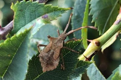<i>Coreus marginatus</i>