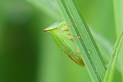 <i>Stictocephala alta</i>