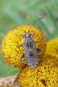 <i>Stictopleurus</i>