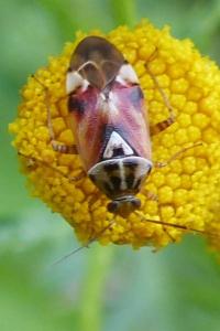 <i>Lygus pratensis</i>