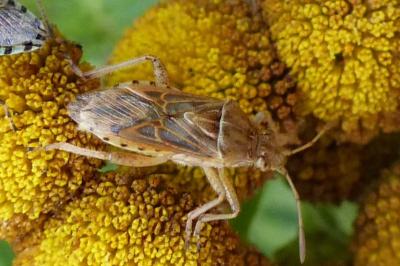 <i>Stictopleurus</i>