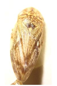 <i>Philaenus spumarius</i>