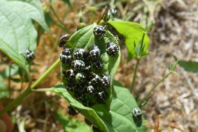 <i>Nezara viridula</i>