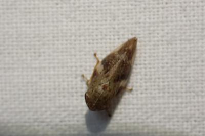 <i>Aphrophora alni</i>