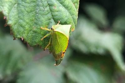 <i>Stictocephala alta</i>