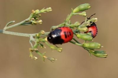 <i>Canthophorus</i>