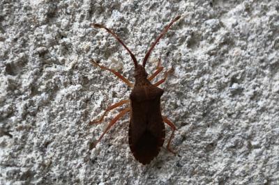 <i>Gonocerus acuteangulatus</i>