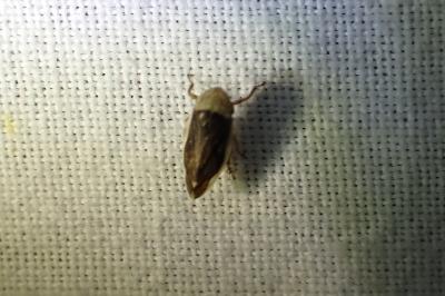 <i>Philaenus spumarius</i>