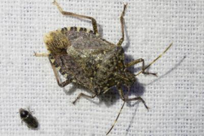 <i>Halyomorpha halys</i>