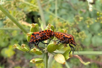 <i>Graphosoma italicum</i>