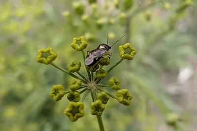 <i>Orthops</i>