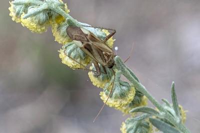 <i>Adelphocoris</i>