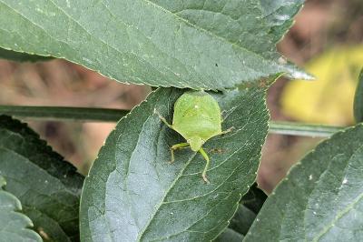<i>Nezara viridula</i>