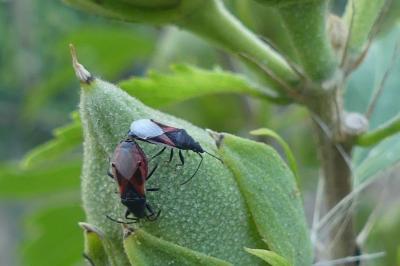 <i>Oxycarenus lavaterae</i>