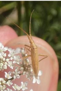 <i>Stenodema</i>