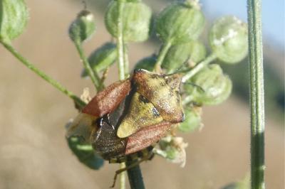 <i>Carpocoris purpureipennis</i>