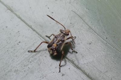 <i>Liorhyssus hyalinus</i>
