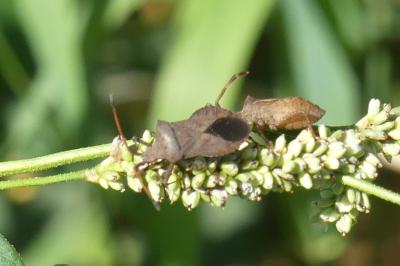 <i>Coreus marginatus</i>