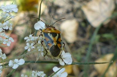 <i>Eurydema ornata</i>