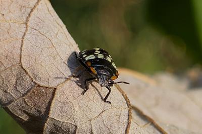 <i>Nezara viridula</i>