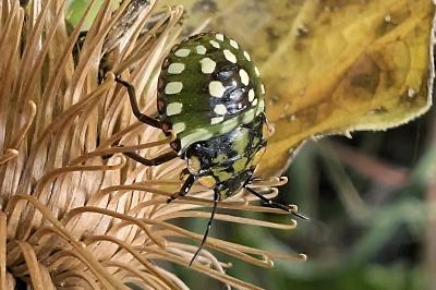 <i>Nezara viridula</i>