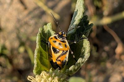 Eurydema ornata