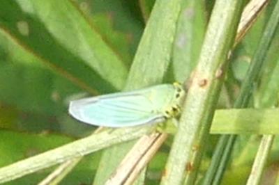 <i>Cicadella viridis</i>