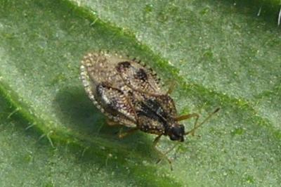 <i>Dictyla humuli</i>