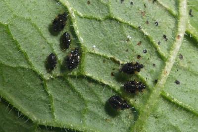 <i>Dictyla humuli</i>