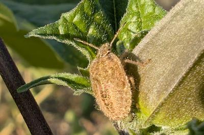 <i>Dolycoris baccarum</i>