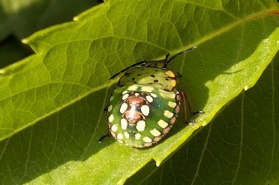 <i>Nezara viridula</i>