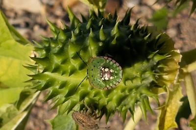 <i>Nezara viridula</i>